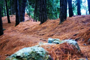 Lawn mowing service in Raleigh NC Tree trimming and limb removal in Raleigh NC Pine straw installation in Raleigh NC Yard cleanup services in Raleigh NC Bush trimming service in Raleigh NC Residential lawn care in Raleigh NC Leaf removal service in Raleigh NC Seasonal yard cleanup in Raleigh NC Mulch installation in Raleigh NC Lawn maintenance company in Raleigh NC Hedge trimming services in Raleigh NC Storm debris removal in Raleigh NC Affordable lawn care near Raleigh NC Professional yard maintenance in Raleigh NC Lawn mowing and edging in Raleigh NC Tree limb trimming near Raleigh NC Weekly lawn care service in Raleigh NC Residential yard maintenance in Raleigh NC Pine straw and mulch services Raleigh NC Local lawn care company in Raleigh NC